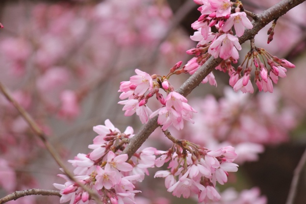 3359-13.3.22　横桜枝右から左.jpg